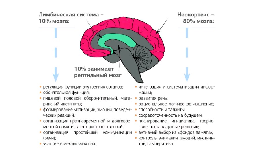 Головной мозг из трех отделов реберное дыхание. Строение мозга лимбическая система неокортекс. Строение мозга человека неокортекс.